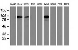 TACC3 Monoclonal Antibody (OTI8B7), TrueMAB , OriGene 100 &mu;L; Unconjugated:Antibodies,
