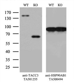 TACC3 Monoclonal Antibody (OTI8B7), TrueMAB , OriGene 100 &mu;L; Unconjugated:Antibodies,