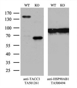 TACC3 Monoclonal Antibody (OTI6F1), TrueMAB , OriGene 100 &mu;L; Unconjugated:Antibodies,
