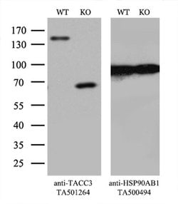 TACC3 Monoclonal Antibody (OTI6H4), TrueMAB , OriGene 100 &mu;L; Unconjugated:Antibodies,