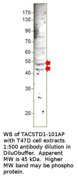 EpCAM Rabbit anti-Human, Polyclonal, FabGennix 200 &mu;L; Unconjugated:Antibodies,