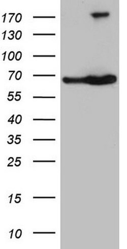 TAF1B Monoclonal Antibody (OTI2C4), TrueMAB , OriGene 100 &mu;L; Unconjugated:Antibodies,