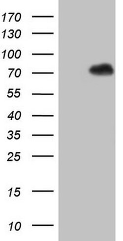 TAF1B Monoclonal Antibody (OTI2A12), TrueMAB , OriGene 100 &mu;L; Unconjugated:Antibodies,