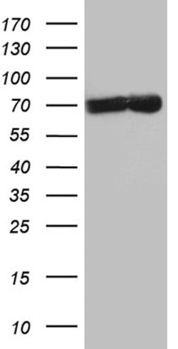 TAF1B Mouse anti-Human, Clone: OTI2C11, lyophilized, TrueMAB 100 &mu;g | Buy Online | Origene Technologies | Fisher Scientific