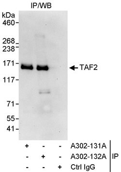 TAF2 Rabbit anti-Human, Polyclonal, Bethyl Laboratories 10 &mu;L; Unconjugated:Antibodies,
