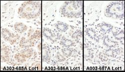 TAF5 Rabbit anti-Human, Polyclonal, Bethyl Laboratories 100 &mu;L; Unconjugated:Antibodies,