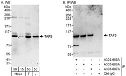 TAF5 Rabbit anti-Human, Polyclonal, Bethyl Laboratories 100 &mu;L; Unconjugated:Antibodies,