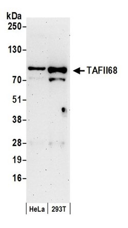 TAFII68 Rabbit anti-Human, Polyclonal, Bethyl Laboratories 100 &mu;L; Unconjugated:Antibodies,