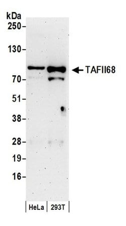 TAFII68 Polyclonal Antibody, Bethyl Laboratories 20 &mu;L; Unconjugated:Antibodies,