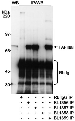 TAFII68 Rabbit anti-Human, Polyclonal, Bethyl Laboratories 100 &mu;L; Unconjugated:Antibodies,