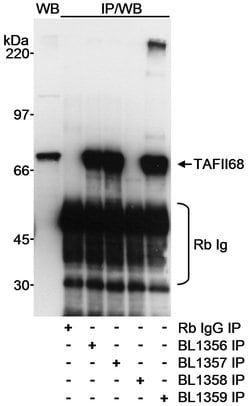 TAFII68 Rabbit anti-Human, Polyclonal, Bethyl Laboratories 100 &mu;L; Unconjugated:Antibodies,