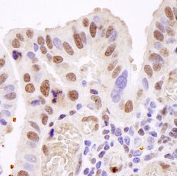 TAFII68 Polyclonal Antibody, Bethyl Laboratories:Antibodies:Primary Antibodies