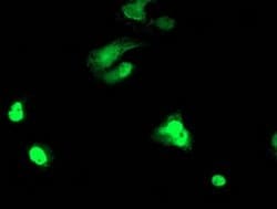 TAL1 Monoclonal Antibody (OTI4A6), TrueMAB , OriGene 100 &mu;L; Unconjugated:Antibodies,