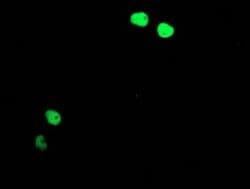 TAL1 Monoclonal Antibody (OTI4G10), TrueMAB , OriGene 30 &mu;L; Unconjugated:Antibodies,