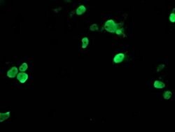 TAL1 Monoclonal Antibody (OTI5A5), TrueMAB , OriGene 30 &mu;L; Unconjugated:Antibodies,
