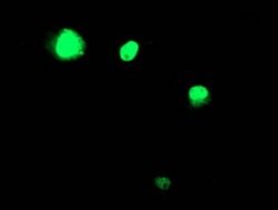 TAL1 Monoclonal Antibody (OTI5B12), TrueMAB , OriGene 100 &mu;L; Unconjugated:Antibodies,