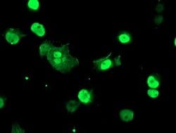 TAL1 Monoclonal Antibody (OTI6H6), TrueMAB , OriGene 100 &mu;L; Unconjugated:Antibodies,