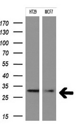 TAL1 Mouse anti-Human, Clone: OTI5H1, liquid, TrueMAB 30 &mu;L | Buy Online | Origene Technologies | Fisher Scientific