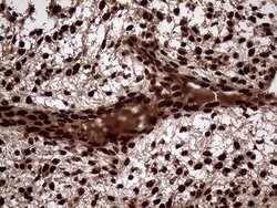 TALDO1 Mouse anti-Human, Clone: OTI2E4, lyophilized, TrueMAB 100 &mu;g;
