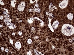 TALDO1 Mouse anti-Human, Clone: OTI2E4, liquid, TrueMAB 100 &mu;L | Buy Online | Origene Technologies | Fisher Scientific