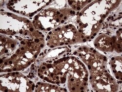 TALDO1 Mouse anti-Human, Clone: OTI2E4, lyophilized, TrueMAB 100 &mu;g;