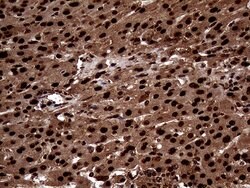 TALDO1 Monoclonal Antibody (OTI1E5), TrueMAB , OriGene 100 &mu;L; Unconjugated:Antibodies,