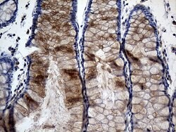 TANK Monoclonal Antibody (OTI1G2), TrueMAB , OriGene 100 &mu;L; Unconjugated:Antibodies,