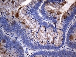 TANK Monoclonal Antibody (OTI1G2), TrueMAB , OriGene 100 &mu;L; Unconjugated:Antibodies,