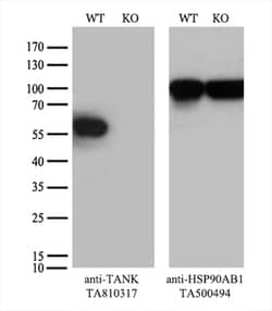 TANK Monoclonal Antibody (OTI1G2), TrueMAB , OriGene 30 &mu;L | Buy Online | Origene Technologies | Fisher Scientific