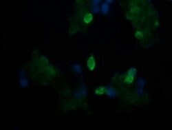 TAPBPL Mouse anti-Canine, Human, Mouse, Rat, Clone: OTI2A4, lyophilized, TrueMAB 100 &mu;g | Buy Online | Origene Technologies | Fisher Scientific