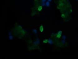 TAPBPL Monoclonal Antibody (OTI2A4), TrueMAB , OriGene 100 &mu;L; Unconjugated:Antibodies,