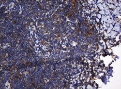 TAPBPL Monoclonal Antibody (OTI1C9), TrueMAB , OriGene 100 &mu;L; Unconjugated:Antibodies,