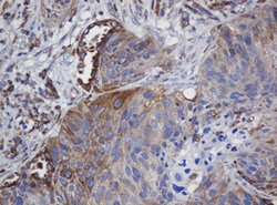 TAPBPL Mouse anti-Human, Clone: OTI5D7, lyophilized, TrueMAB 100 &mu;g;