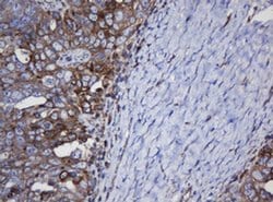 TAPBPL Monoclonal Antibody (OTI5D7), TrueMAB , OriGene 100 &mu;L; Unconjugated:Antibodies,