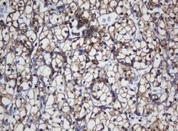 TAPBPL Mouse anti-Human, Clone: OTI5D7, lyophilized, TrueMAB 100 &mu;g;