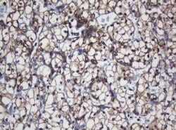 TAPBPL Monoclonal Antibody (OTI5D7), TrueMAB , OriGene 100 &mu;L; Unconjugated:Antibodies,