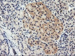 TAPBPL Mouse anti-Canine, Human, Mouse, Rat, Clone: OTI2A4, lyophilized, TrueMAB 100 &mu;g | Buy Online | Origene Technologies | Fisher Scientific