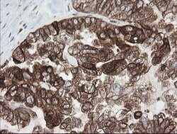 TAPBPL Mouse anti-Human, Clone: OTI4H5, liquid, TrueMAB 100 &mu;L; Unconjugated:Antibodies,