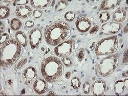 TAPBPL Mouse anti-Human, Clone: OTI4H5, liquid, TrueMAB 100 &mu;L; Unconjugated:Antibodies,