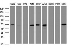 TAPBPL Monoclonal Antibody (OTI1C9), TrueMAB , OriGene 100 &mu;L; Unconjugated:Antibodies,