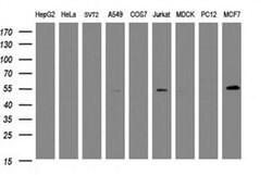 TAPBPL Monoclonal Antibody (OTI2E11), TrueMAB , OriGene 30 &mu;L | Buy Online | OriGene | Fisher Scientific