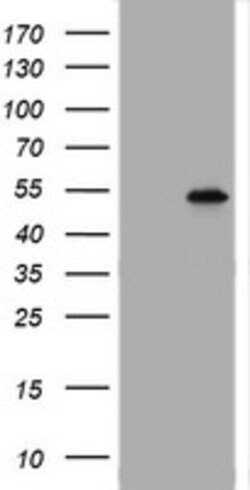 TAPBPL Mouse anti-Human, Clone: OTI5D7, lyophilized, TrueMAB 100 &mu;g;