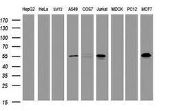TAPBPL Mouse anti-Human, Clone: OTI5D7, lyophilized, TrueMAB 100 &mu;g;