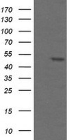 TAPBPL Mouse anti-Canine, Human, Mouse, Rat, Clone: OTI2A4, lyophilized, TrueMAB 100 &mu;g | Buy Online | Origene Technologies | Fisher Scientific