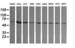 TAPBPL Mouse anti-Canine, Human, Mouse, Rat, Clone: OTI2A4, lyophilized, TrueMAB 100 &mu;g | Buy Online | Origene Technologies | Fisher Scientific