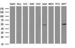TAPBPL Monoclonal Antibody (OTI5E5), TrueMAB , OriGene 100 &mu;L; Unconjugated:Antibodies,