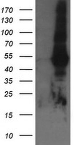 TAPBPL Mouse anti-Human, Clone: OTI4H5, liquid, TrueMAB 100 &mu;L; Unconjugated:Antibodies,