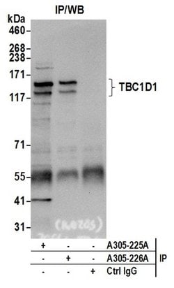 TBC1D1 Rabbit anti-Human, Polyclonal, Bethyl Laboratories 10 &mu;L; Unconjugated:Antibodies,