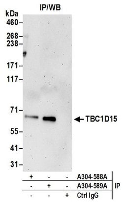 TBC1D15 Rabbit anti-Human, Polyclonal, Bethyl Laboratories 10 &mu;L; Unconjugated:Antibodies,