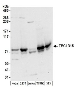 TBC1D15 Rabbit anti-Human, Mouse, Polyclonal, Bethyl Laboratories 100 &mu;L | Buy Online | Bethyl Laboratories, Inc | Fisher Scientific